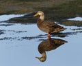 Female Mallard disambiguation Royalty Free Stock Photo